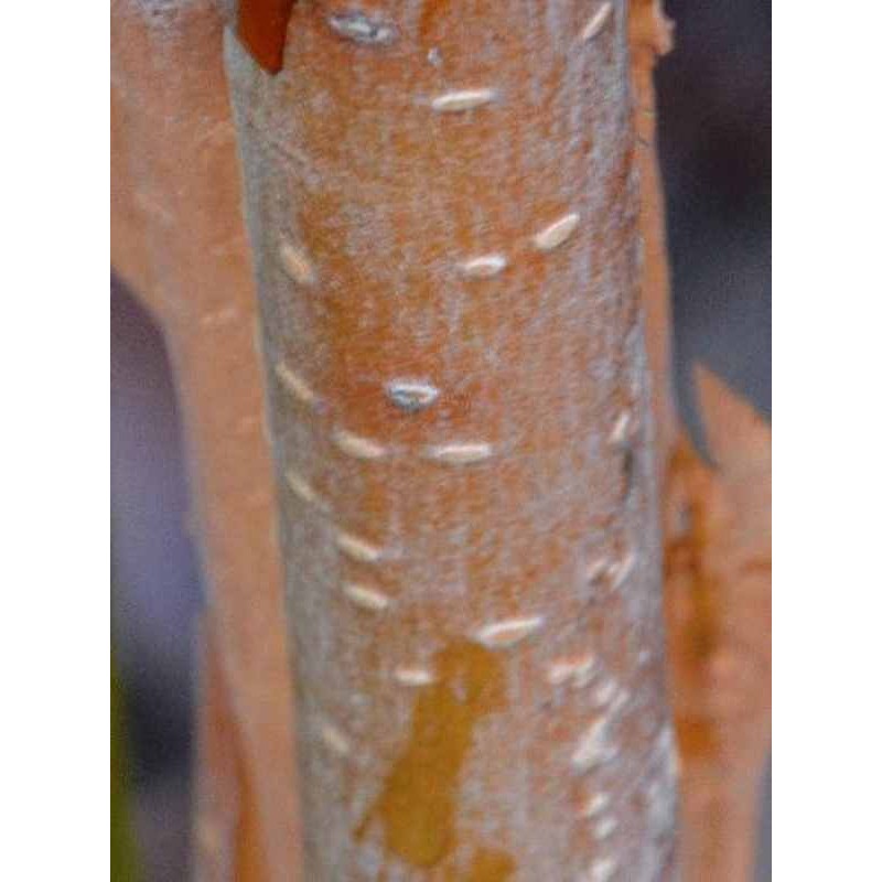 Betula ermanii 'Hakkoda Orange'