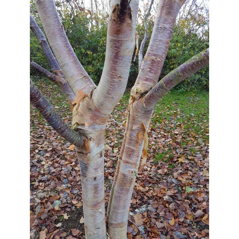 Betula ermanii 'Mount Zao Purple' - bark colour