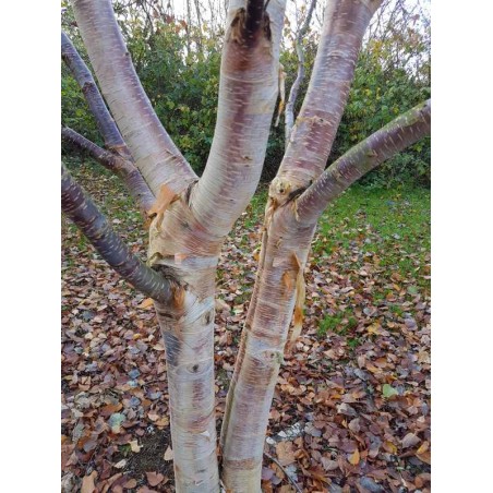 Betula ermanii 'Mount Zao Purple' - bark colour
