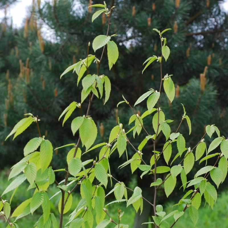 Betula lenta Betula lenta