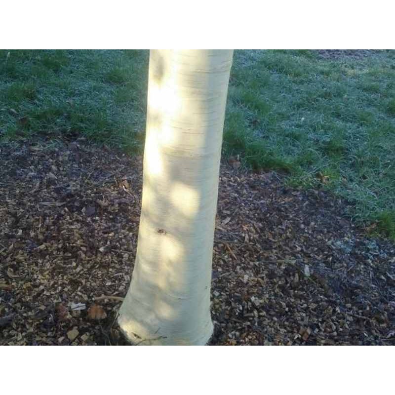 Betula utilis 'Knightshayes' - winter bark