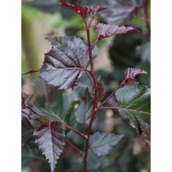 Betula x 'Royal Frost'