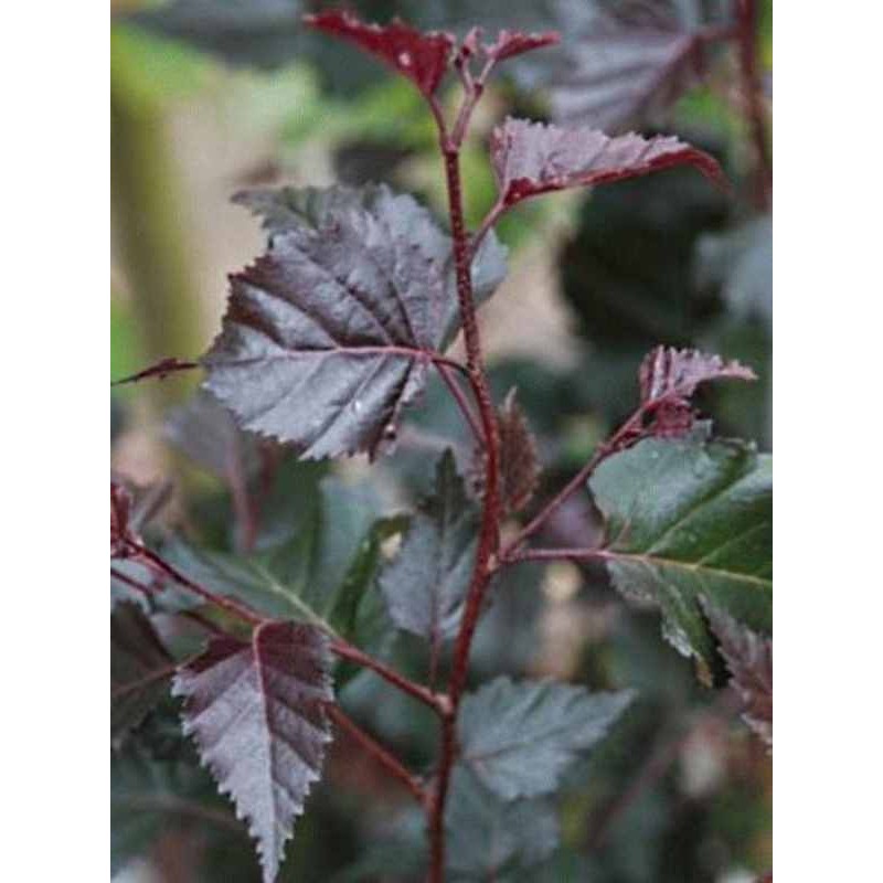 Betula x 'Royal Frost'