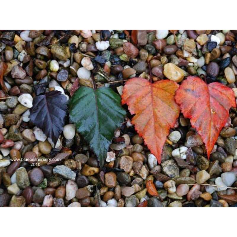 Betula x 'Royal Frost'