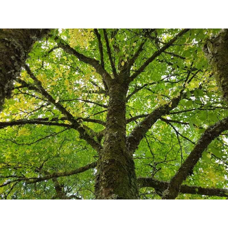 Betula alleghaniensis Betula alleghaniensis