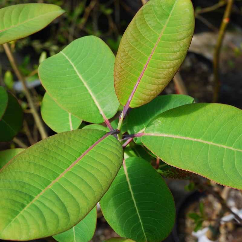 Salix magnifica