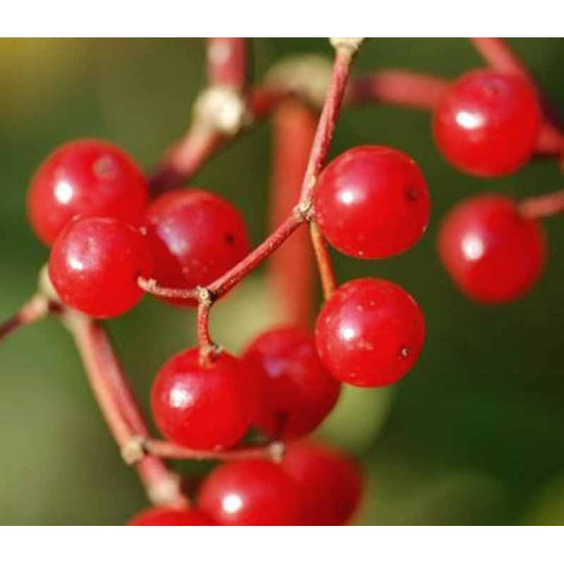 Viburnum betulifolium Viburnum betulifolium