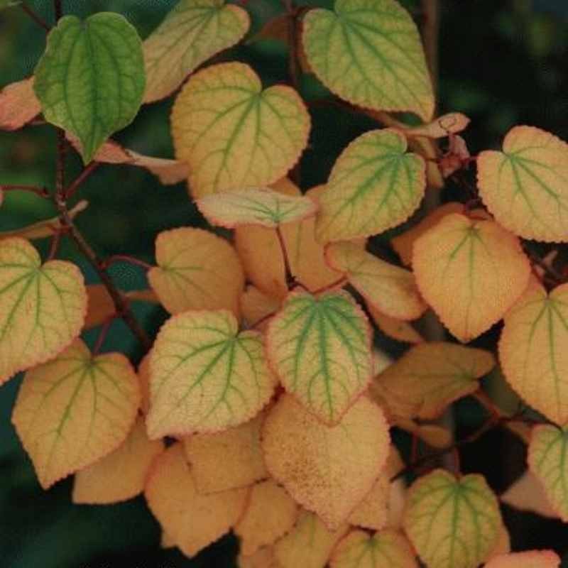 Cercidiphyllum japonicum 'Rotfuchs' - autumn colour