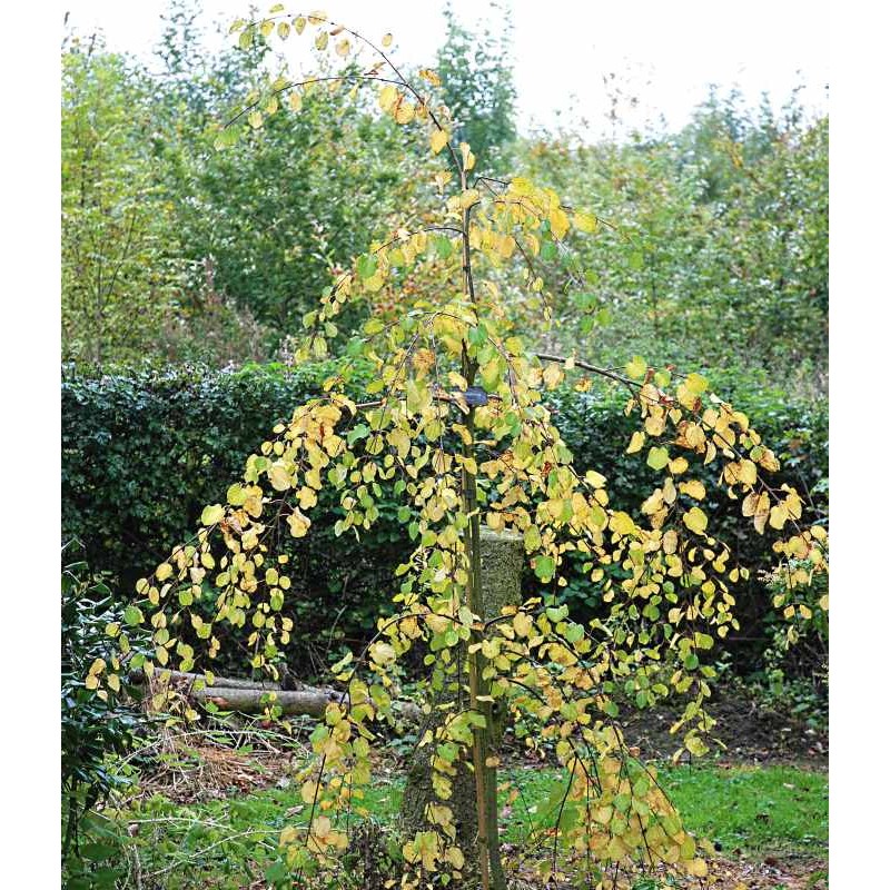Cercidiphyllum japonicum 'Amazing Grace' Cercidiphyllum japonicum 'Amazing Grace'