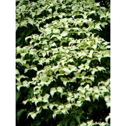 Cornus kousa 'Schmetterling'