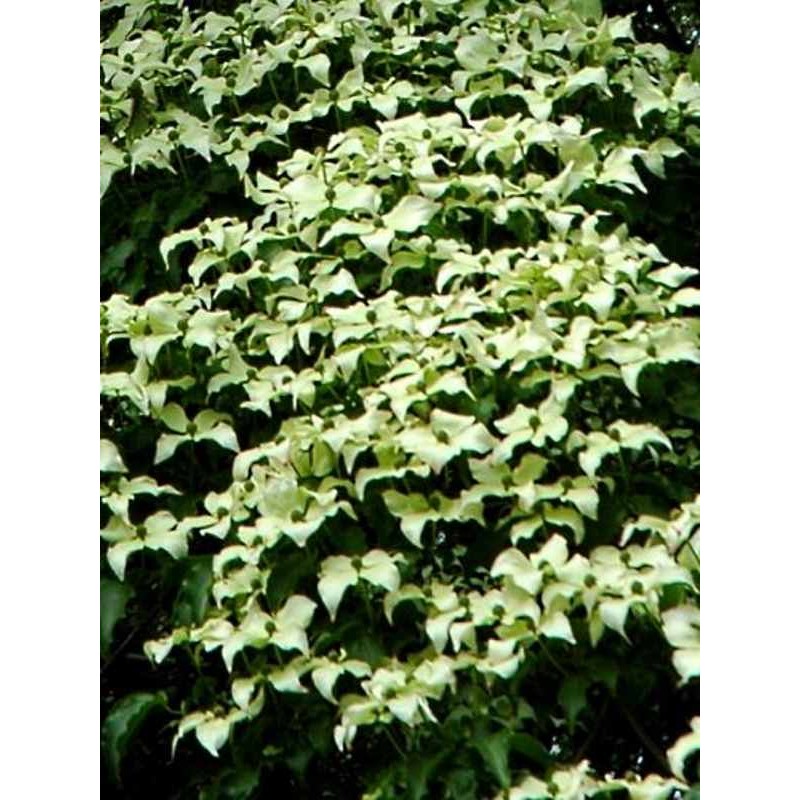 Cornus kousa 'Schmetterling'