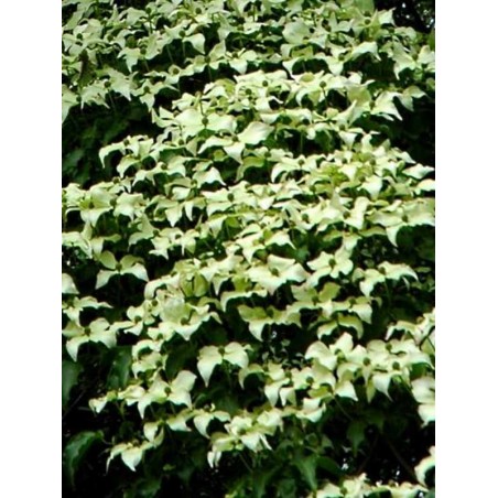 Cornus kousa 'Schmetterling' Cornus kousa 'Schmetterling'