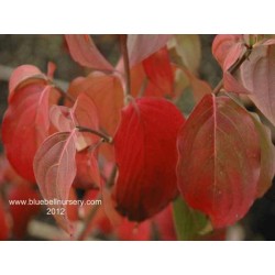 Cornus kousa 'Schmetterling' - autumn colour