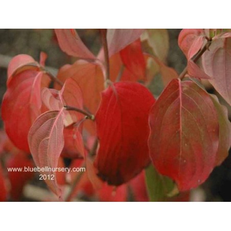 Cornus kousa 'Schmetterling' - autumn colour Cornus kousa 'Schmetterling' - autumn colour