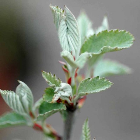 Malus tschonoskii - spring leaves Malus tschonoskii - spring leaves