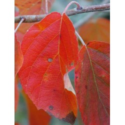 Malus tschonoskii - autumn colour