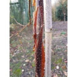 Betula utilis 'China Bronze'