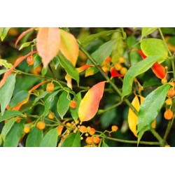 Euonymus myrianthus
