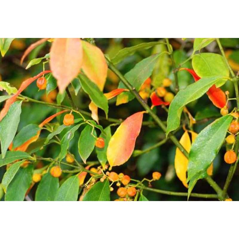 Euonymus myrianthus Euonymus myrianthus