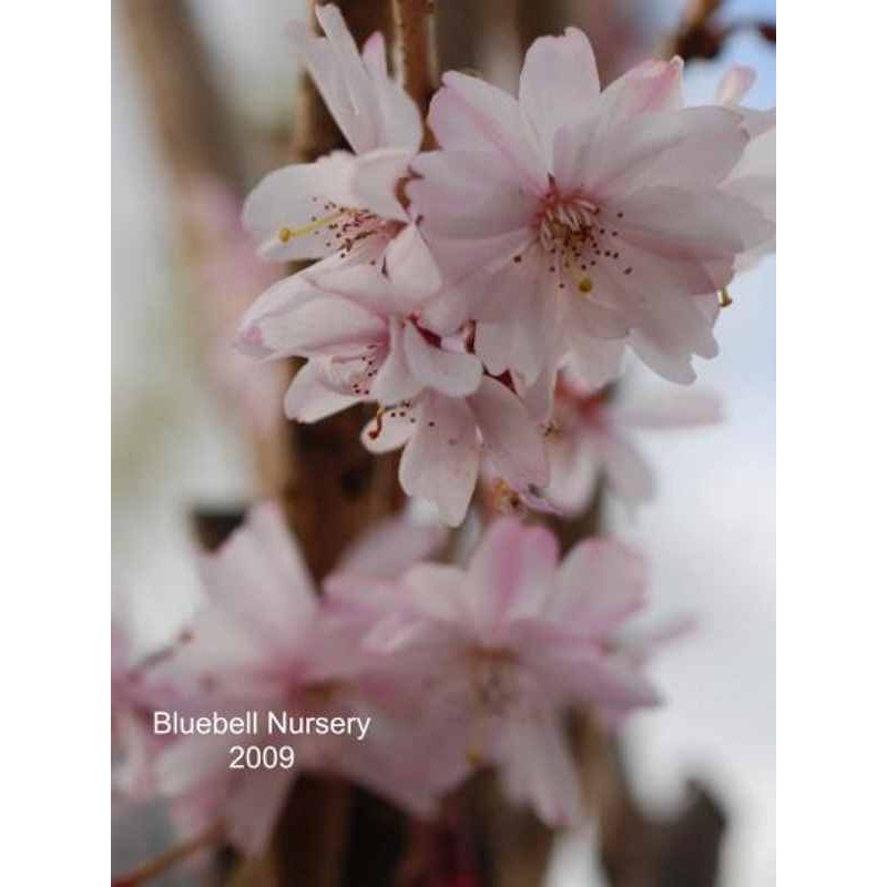 Prunus subhirtella 'Autumnalis Rosea'