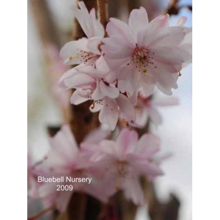 Prunus subhirtella 'Autumnalis Rosea' Prunus subhirtella 'Autumnalis Rosea'