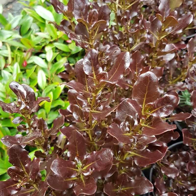 Coprosma repens 'Pacific Night'