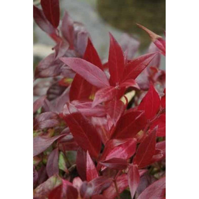 Leucothoe x 'Scarletta'