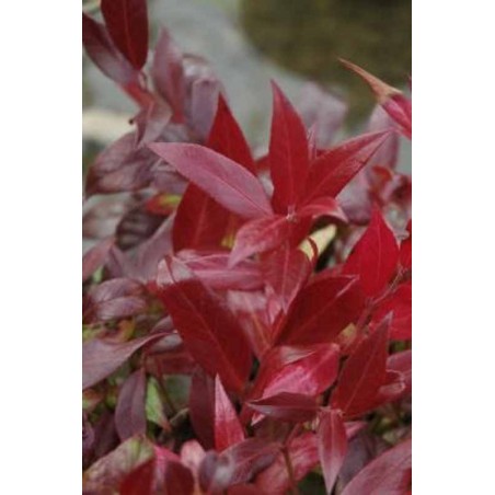 Leucothoe x 'Scarletta'