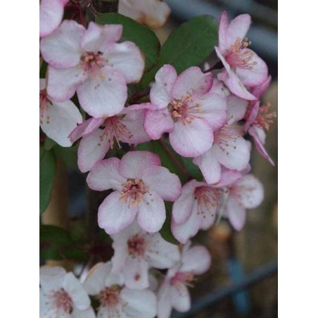 Malus 'Candymint' Malus 'Candymint'