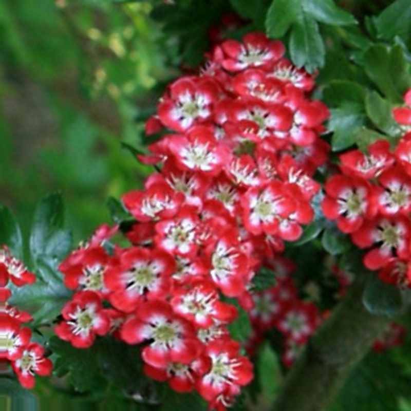 Crataegus laevigata 'Crimson Cloud'