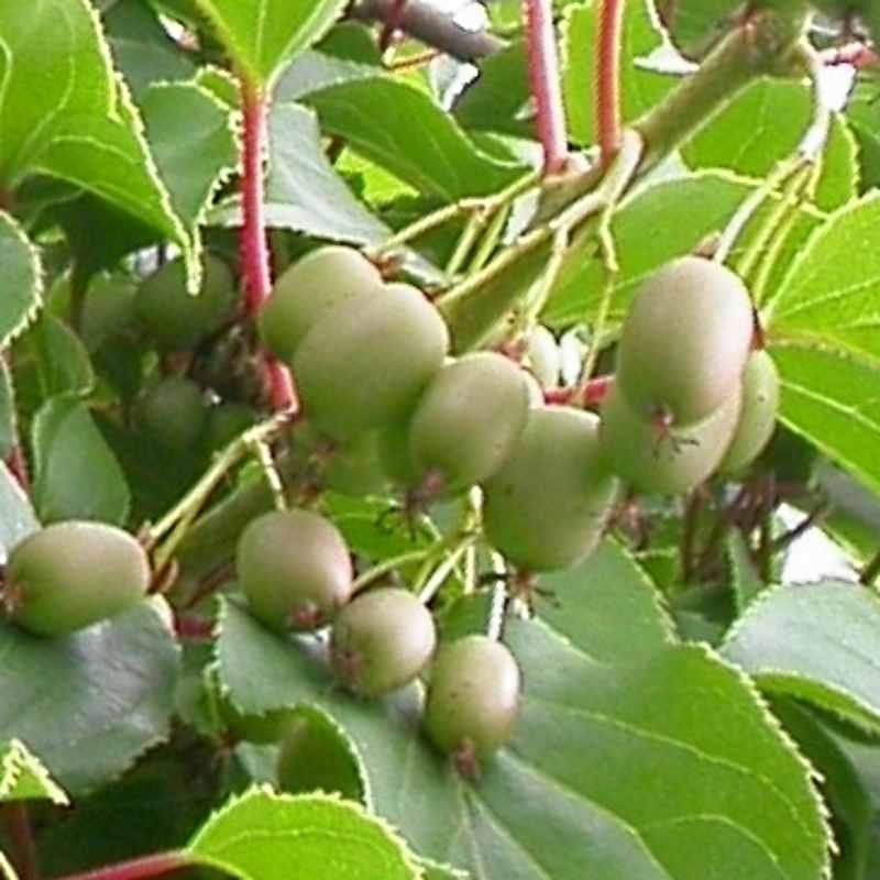 Actinidia arguta 'Issai'