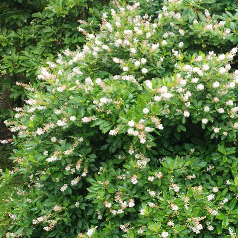 Clethra alnifolia 'Anne Bidwell' Clethra alnifolia 'Anne Bidwell'
