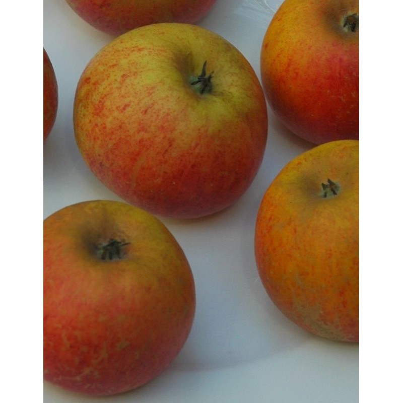 Malus 'Sunset' Malus 'Sunset'