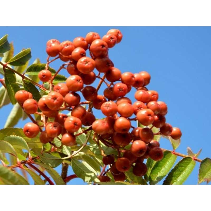 Sorbus 'Copper Kettle' Sorbus 'Copper Kettle'