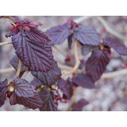 Corylus avellana 'Red Majestic'