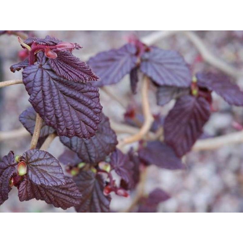 Corylus avellana 'Red Majestic'