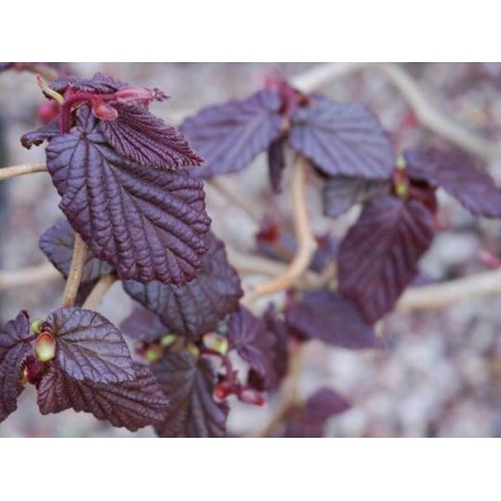 Corylus avellana 'Red Majestic' Corylus avellana 'Red Majestic'