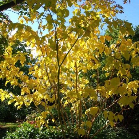 Acer x conspicuum 'Phoenix' Acer x conspicuum 'Phoenix'