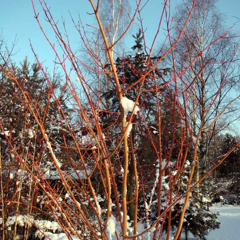 Acer x conspicuum 'Phoenix'