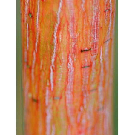 Acer x conspicuum 'Phoenix' Acer x conspicuum 'Phoenix'