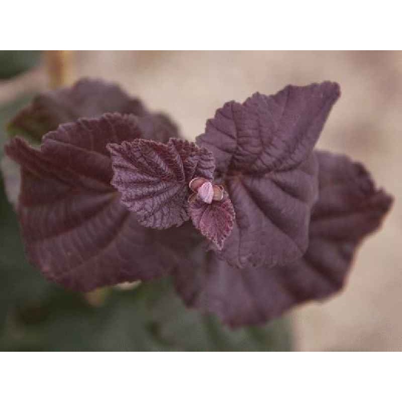 Corylus avellana 'Anny's Purple Dream' Corylus avellana 'Anny's Purple Dream'