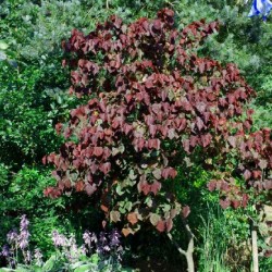 Cercis canadensis 'Forest Pansy' - summer leaves