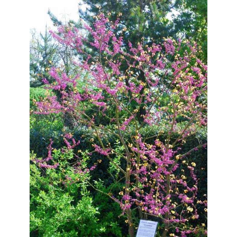 Cercis chinensis 'Avondale'