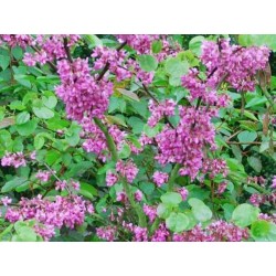 Cercis siliquastrum