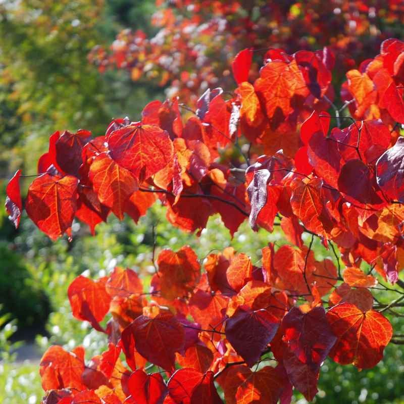 Cercis canadensis 'Forest Pansy' - autumn colour