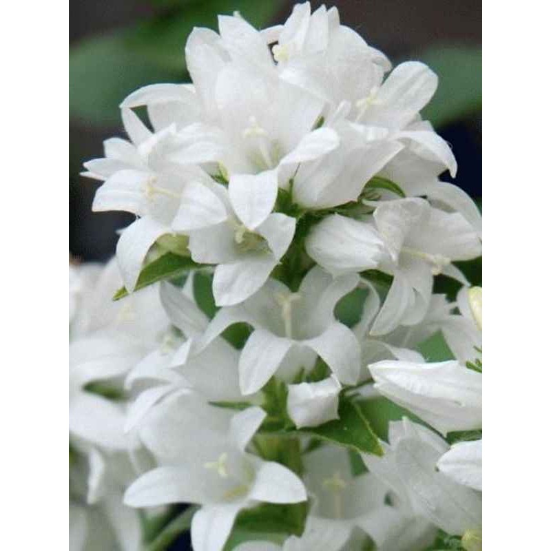 Campanula glomerata 'Alba' Campanula glomerata 'Alba'
