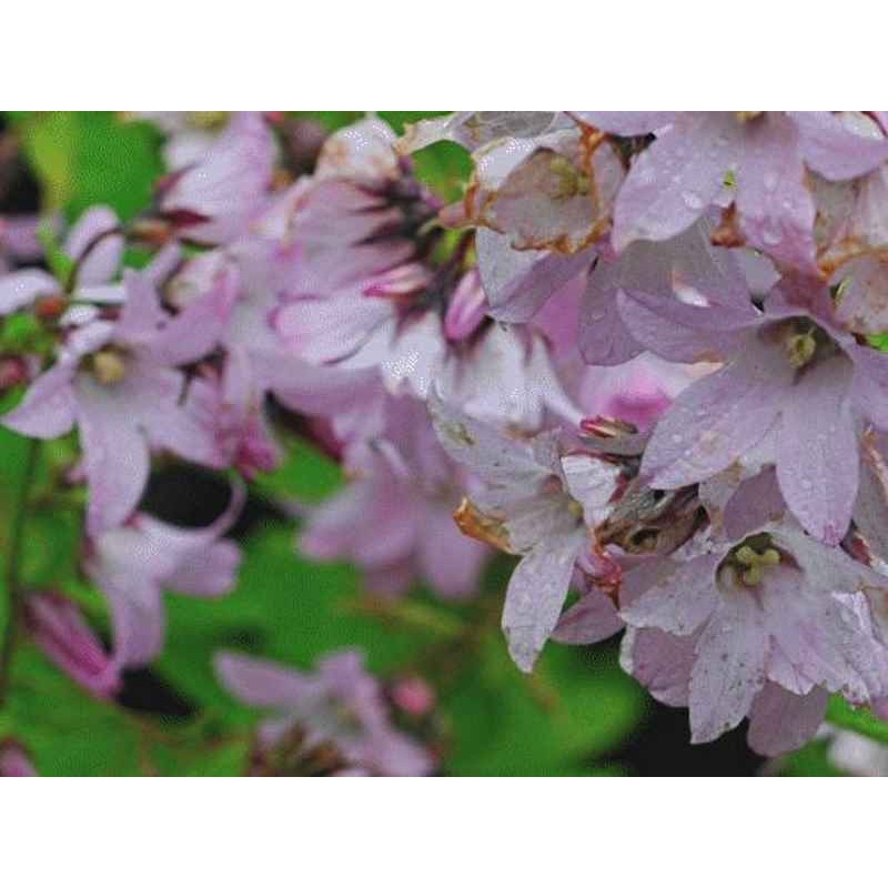Campanula lactiflora 'Loddon Anna'