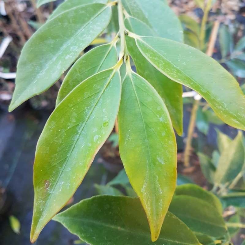 Euonymus wilsonii