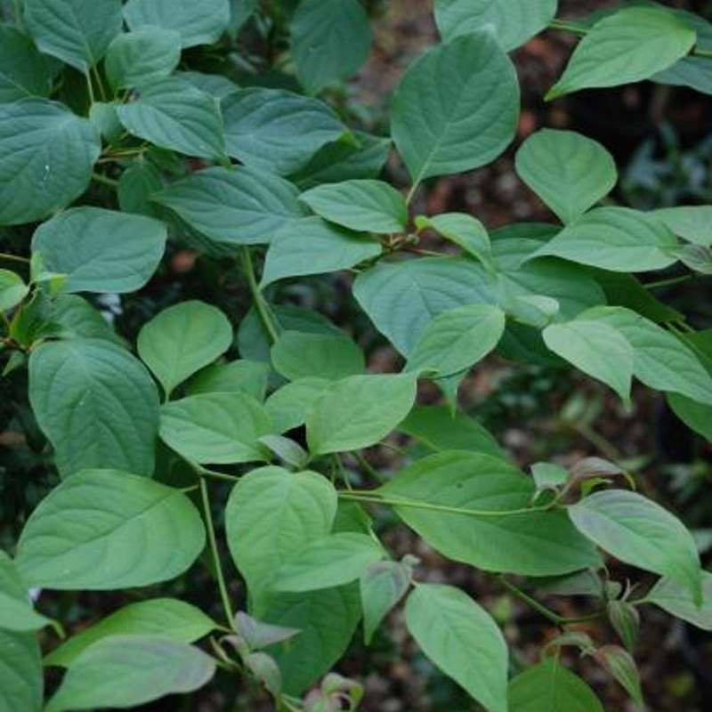 Cornus alternifolia