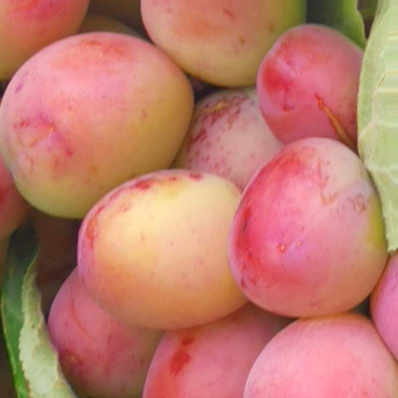 Prunus 'Victoria' Prunus 'Victoria'
